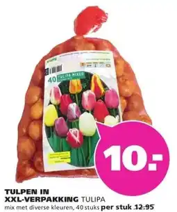 Ranzijn TULPEN IN XXL-VERPAKKING TULIPA aanbieding