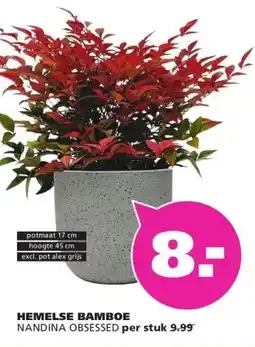 Ranzijn HEMELSE BAMBOE NANDINA OBSESSED aanbieding