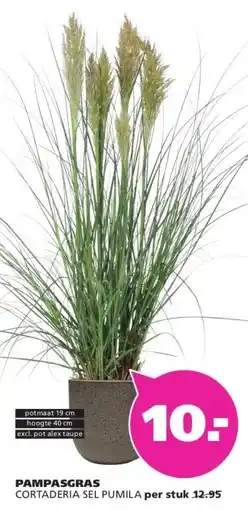 Ranzijn PAMPASGRAS CORTADERIA SEL PUMILA aanbieding