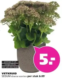 Ranzijn VETKRUID SEDUM aanbieding