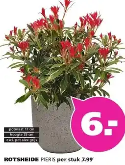 Ranzijn ROTSHEIDE PIERIS aanbieding