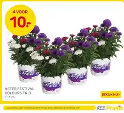 Praxis Aster festival colours trio aanbieding