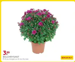Praxis Bolchrysant aanbieding