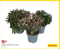 Praxis Hebe addenda mix aanbieding