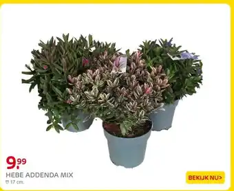 Praxis Hebe addenda mix aanbieding