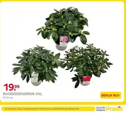 Praxis Rhododendron xxl aanbieding