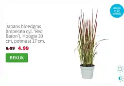 Intratuin Japans bloedgras (Imperata cyl. ‘Red Baron’). Hoogte 30 cm, potmaat 17 cm. aanbieding