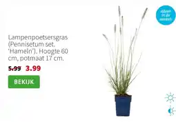 Intratuin Lampenpoetsersgras (Pennisetum set. ‘Hameln’). Hoogte 60 cm, potmaat 17 cm. aanbieding