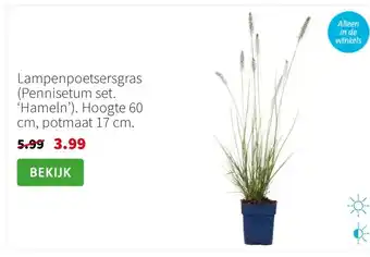 Intratuin Lampenpoetsersgras (Pennisetum set. ‘Hameln’). Hoogte 60 cm, potmaat 17 cm. aanbieding