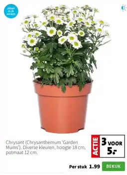 Intratuin Chrysant (Chrysanthemum ‘Garden Mums’). Diverse kleuren, hoogte 18 cm, potmaat 12 cm. aanbieding
