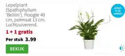 Intratuin Lepelplant (Spathiphyllum ‘Bellini’). Hoogte 40 cm, potmaat 13 cm. Luchtzuiverend. aanbieding