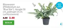Intratuin Blauwvaren (Phlebodium aur. ‘Blue Star’). Hoogte 50 cm, potmaat 14 cm. Luchtzuiverend. aanbieding