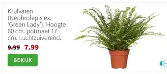 Intratuin Krulvaren (Nephrolepis ex. ‘Green Lady’). Hoogte 60 cm. potmaat 17 cm. Luchtzuiverend. aanbieding