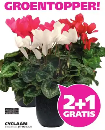 Ranzijn Cyclaam aanbieding