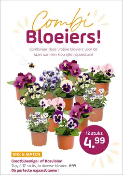 Coppelmans Grootbloemige of Bosviolen aanbieding