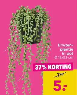 Xenos Erwten plantje in pot aanbieding