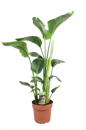 Welkoop Strelitzia Nicolai (paradijsvogelplant) - Kamerplant - ⌀ 21 cm aanbieding