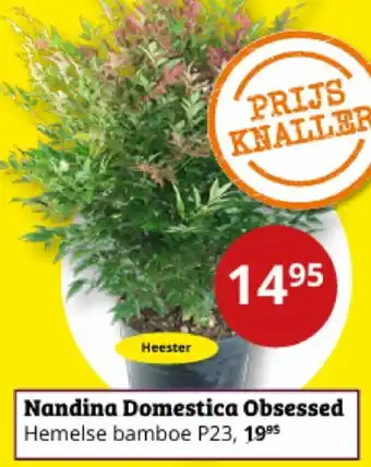 Tuinland Nandina Domestica Obsessed aanbieding
