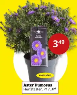Tuinland Aster Dumosus aanbieding