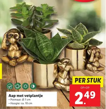 Lidl Aap met vetplantje aanbieding