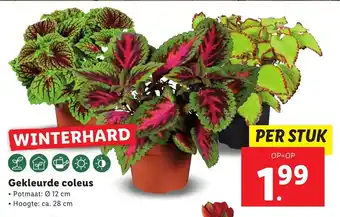 Lidl Gekleurde coleus aanbieding