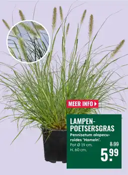 GroenRijk Lampenpoetsersgras aanbieding