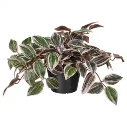 IKEA Fejka plant, groen met roze strepen, zwart gepot, kunstmatig, levendig, lommerrijk aanbieding