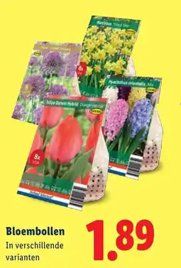 Lidl Bloembollen aanbieding