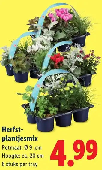 Lidl Herfst plantjes mix aanbieding