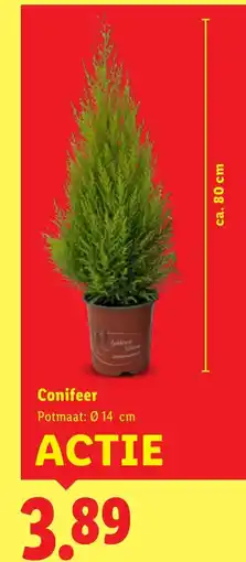 Lidl Conifeer aanbieding