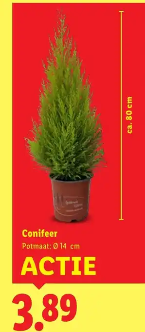 Lidl Conifeer aanbieding