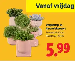 Lidl Vetplantje in keramieken pot aanbieding