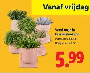 Lidl Vetplantje in keramieken pot aanbieding
