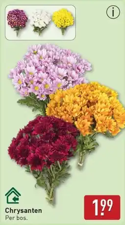 ALDI Chrysanten aanbieding