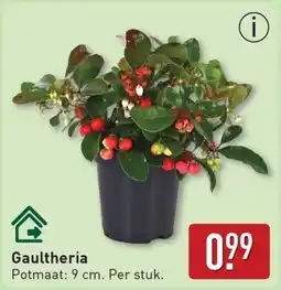 ALDI Gaultheria aanbieding