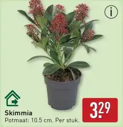 ALDI Skimmia aanbieding