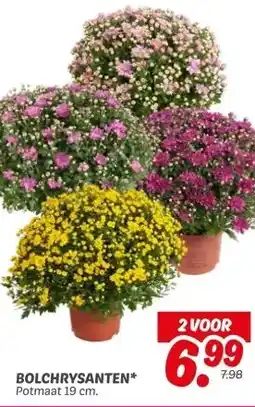 Dekamarkt BOLCHRYSANTEN* aanbieding