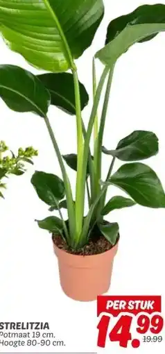 Dekamarkt STRELITZIA aanbieding