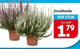 Hoogvliet Struikheide aanbieding