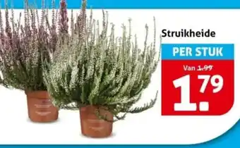 Hoogvliet Struikheide aanbieding