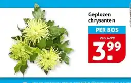 Hoogvliet Geplozen chrysanten aanbieding