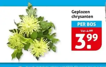 Hoogvliet Geplozen chrysanten aanbieding