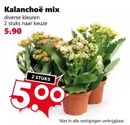 Coop Kalanchoë mix aanbieding