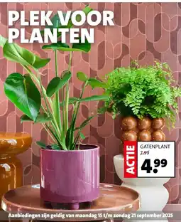 Intratuin Gatenplant aanbieding