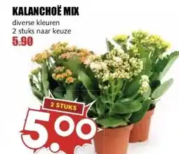 MCD Supermarkt KALANCHOE MIX aanbieding