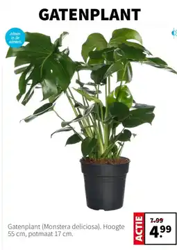 Intratuin Gatenplant Monstera deliciosa aanbieding