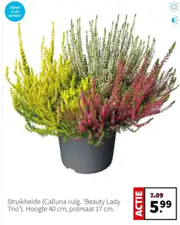 Intratuin Struikheide Calluna vulg Beauty Lady Trio aanbieding