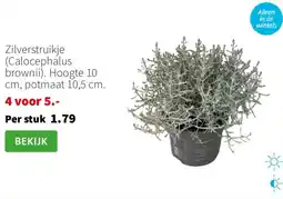 Intratuin Zilverstruikje Calocephalus brownii aanbieding