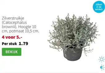 Intratuin Zilverstruikje Calocephalus brownii aanbieding