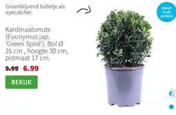 Intratuin Kardinaalsmuts Euonymus jap Green Spire aanbieding